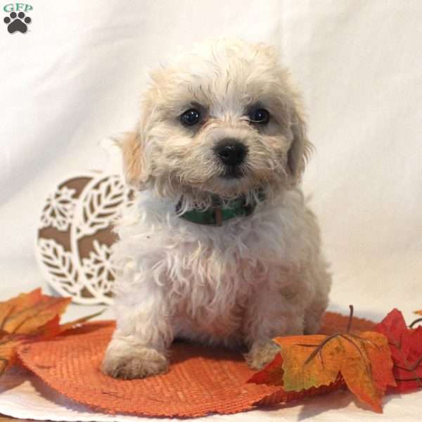 Flora, Teddy Bear Puppy